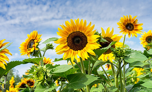 girasoles prueba
